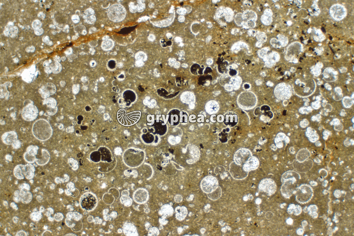 Globigérines LPNA x10 - gryphea.com